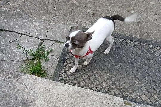 Sprzedam chihuhua, Wielkopolskie, Kijaszkowo
