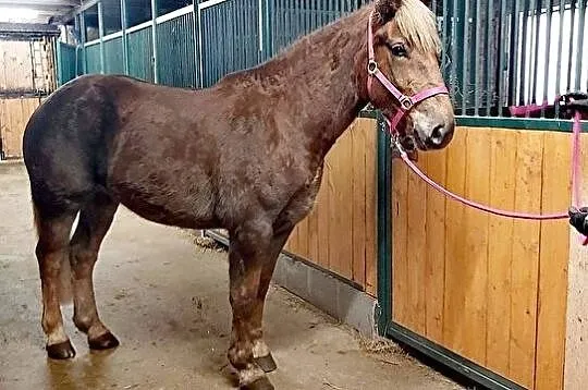 Kupię konia rekreacyjnego, , Lądek-Zdrój