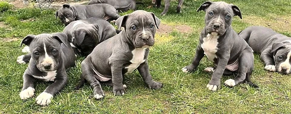 Pitbull Blue Pit Bull, Świętokrzyskie, Opatów