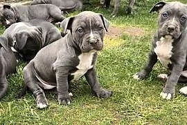 Pitbull Blue Pit Bull