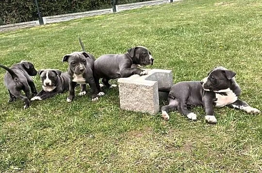 Pitbull Blue Pit Bull, Świętokrzyskie, Opatów