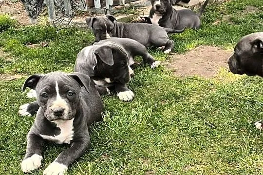 Pitbull Blue Pit Bull, Świętokrzyskie, Opatów