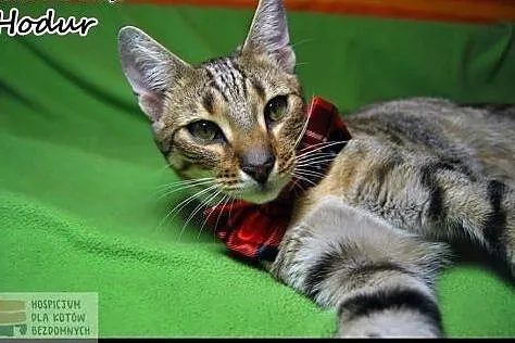 Kocie bliźniaki do adopcji ,  kujawsko-pomorskie T