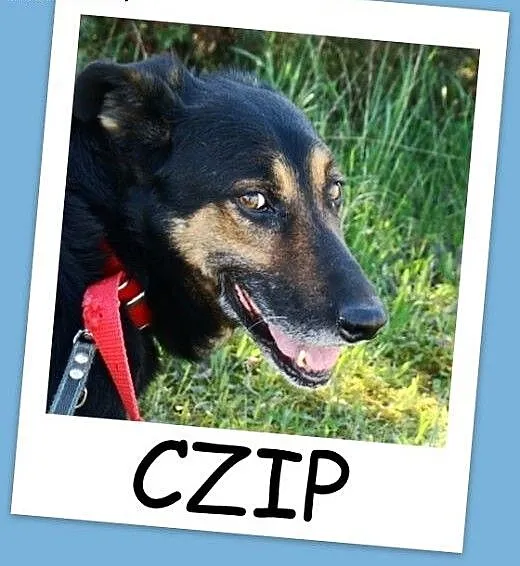 Owczarek mix pies CZIP,łagodny,grzeczny,zrównoważo
