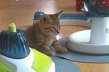 Kociaki ziolka do adopcji ,  łódzkie Łódź