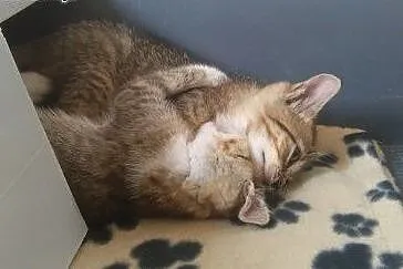 Kociaki ziolka do adopcji ,  łódzkie Łódź