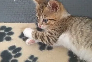 Kociaki ziolka do adopcji ,  łódzkie Łódź