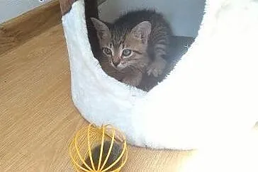 Kociaki ziolka do adopcji ,  łódzkie Łódź