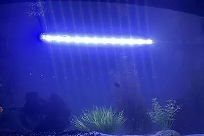 Lampa LED do akwarium 48 cm wodoodporna biało-niebieska