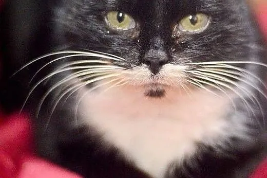 Przepiękna Luna, cudowna, kontaktowa KOTKA do adopcji,  Koty pospolite cała Polska