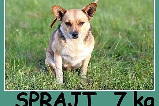 Mały 7 kg piesek SPRAJT,grzeczny,przyjacielski.Adopcja.,  dolnośląskie Wrocław