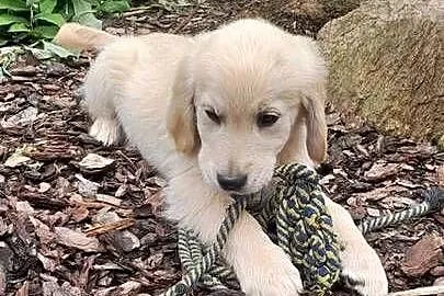 Golden retriever szczeniaczek, Podkarpackie, Rzeszów