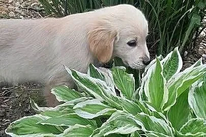 Golden retriever szczeniaczek, Podkarpackie, Rzeszów