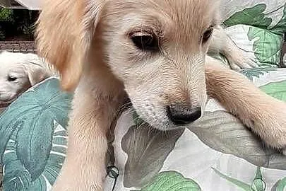 Golden retriever szczeniaczek, Podkarpackie, Rzeszów