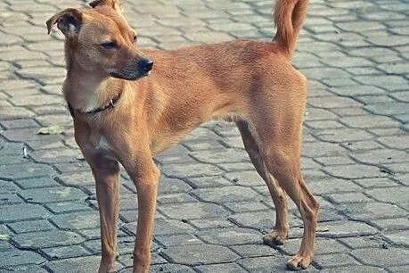 Super psiak FELUŚ szuka domku, pokochaj,  Kundelki