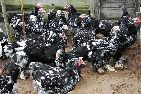 Kury Kochin Olbrzymi, Wielkopolskie, Pamiątkowo