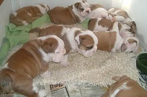Wspaniałe szczenięta buldoga ,  mazowieckie Błonie
