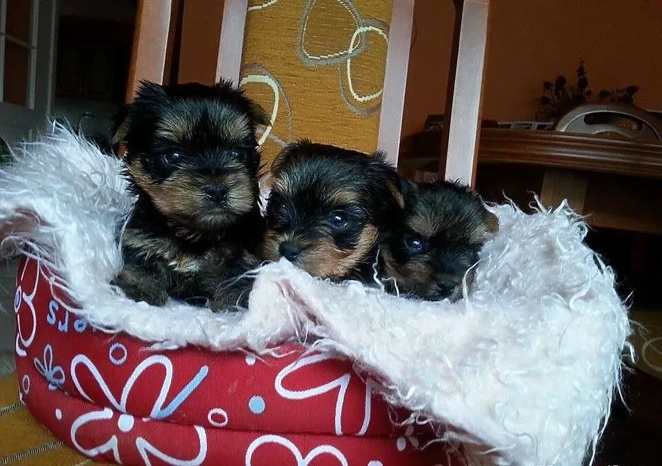 Yorki po 20 stycznia