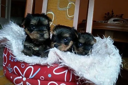 Yorki po 20 stycznia