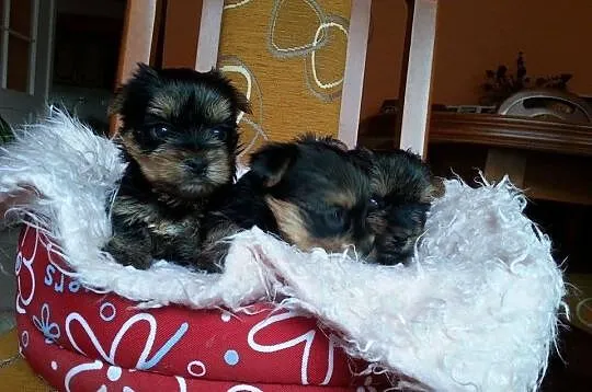 Yorki po 20 stycznia