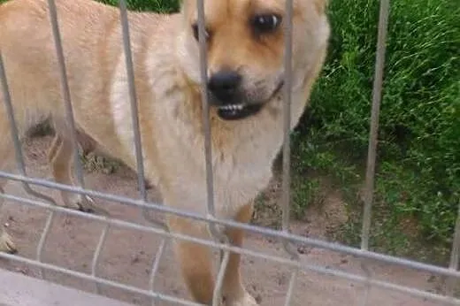 Miłka miała trudne życie daj jej wspaniały domek j