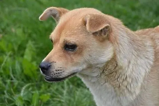 Miłka miała trudne życie daj jej wspaniały domek j