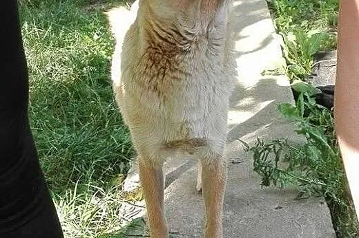 Miłka miała trudne życie daj jej wspaniały domek j