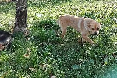 Miłka miała trudne życie daj jej wspaniały domek j