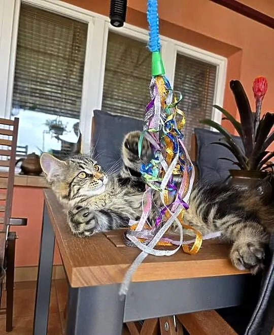 Kicia Maine coon, Lubelskie, Krasnystaw
