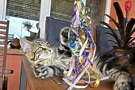Kicia Maine coon