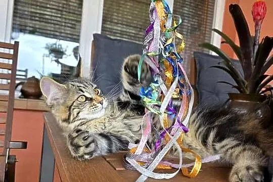 Kicia Maine coon, Lubelskie, Krasnystaw