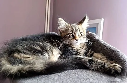 Kicia Maine coon, Lubelskie, Krasnystaw