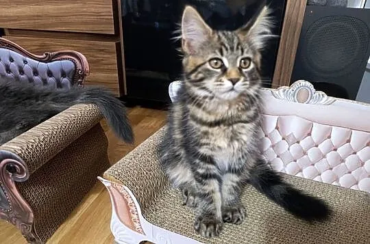 Kicia Maine coon, Lubelskie, Krasnystaw