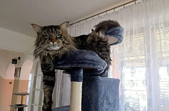 Kicia Maine coon, Lubelskie, Krasnystaw