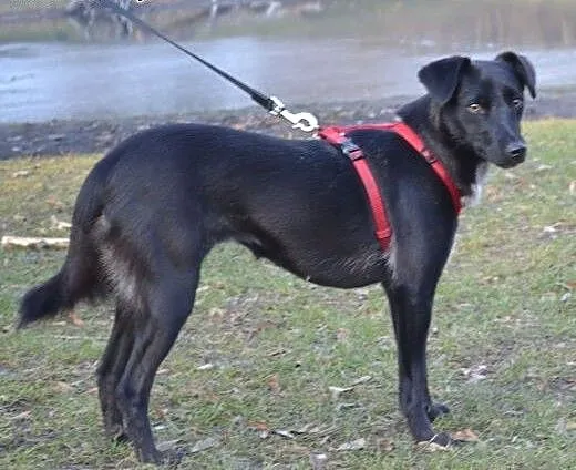 Ok 3 letnia DORA szuka kochającego domku, mazowie