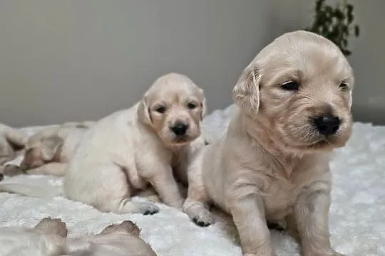Szczenię Golden retriever, Zachodniopomorskie, Rusowo