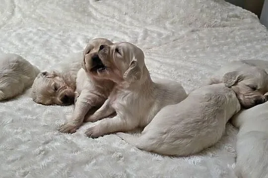 Szczenię Golden retriever, Zachodniopomorskie, Rusowo