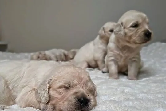Szczenię Golden retriever, Zachodniopomorskie, Rusowo