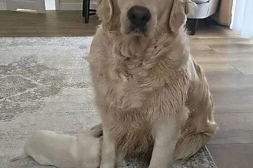 Szczenię Golden retriever, Zachodniopomorskie, Rusowo