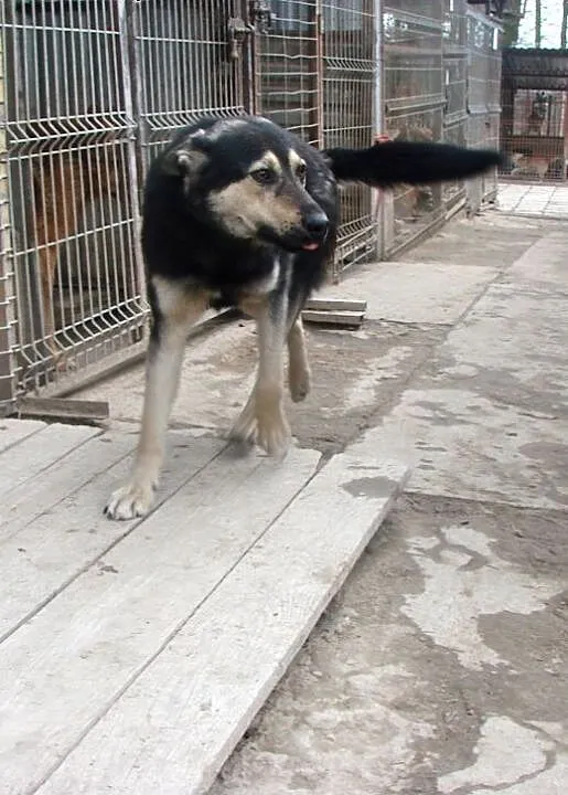 Azor do adopcji, lubelskie Świdnik