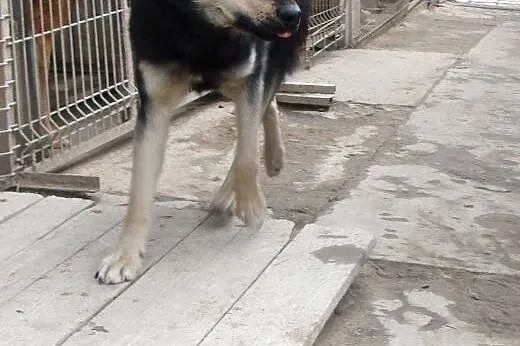 Azor do adopcji,  lubelskie Świdnik
