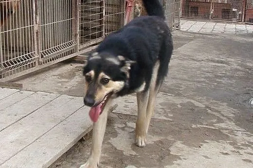 Azor do adopcji,  lubelskie Świdnik