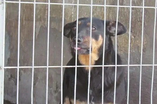 Pongo - bardzo łagodny i kochający. Adoptuj