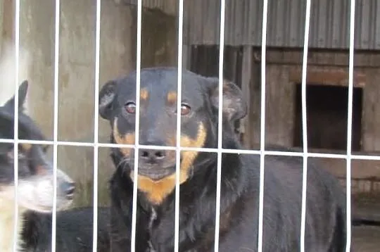 Pongo - bardzo łagodny i kochający. Adoptuj