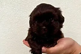 Shi TZU, czekoladowe