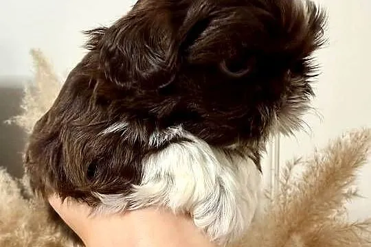 Shi TZU, czekoladowe, Świętokrzyskie, Staszów