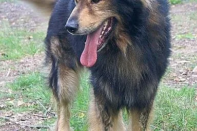 Conor piękny, łagodny, aktywny psiak jak mix leonb