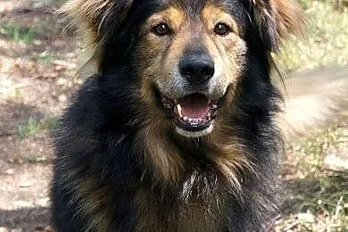 Conor piękny, łagodny, aktywny psiak jak mix leonb