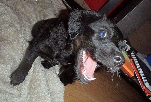 Cooper - dwumiesięczna kuleczka czeka na Ciebie!!!