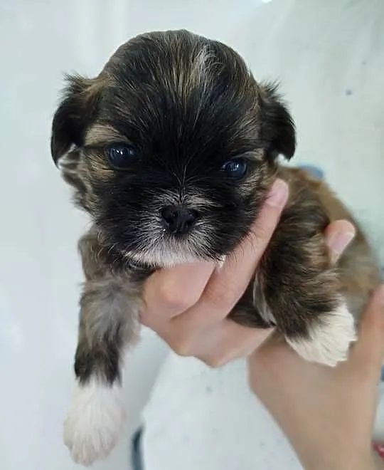 Szczeniak Shih Tzu, Wielkopolskie, Złotków